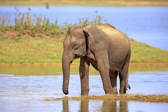 Sri Lankan Elehpant (Elephas maximus maximus), adult male in the water, Udawalawe National Park, Sri Lanka