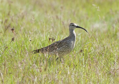 Whimbrel (Numenius phaeopus), Arnarstapi, Sn&aelig;fellsness, Sn&aelig;fellsnes, Iceland, Europe