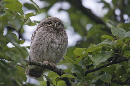 Young Little Owl (Athene noctua), perched in tree, Emsland, Lower Saxony, Germany