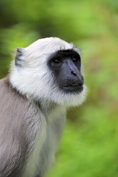 Northern plains gray langur (Semnopithecus entellus), adult, animal portrait, vigilant, captive
