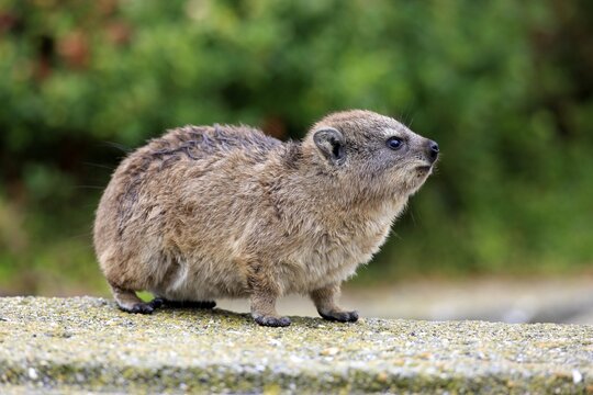 Rock Hyrax (Procavia capensis), young, Betty's Bay, Western Cape, South Africa