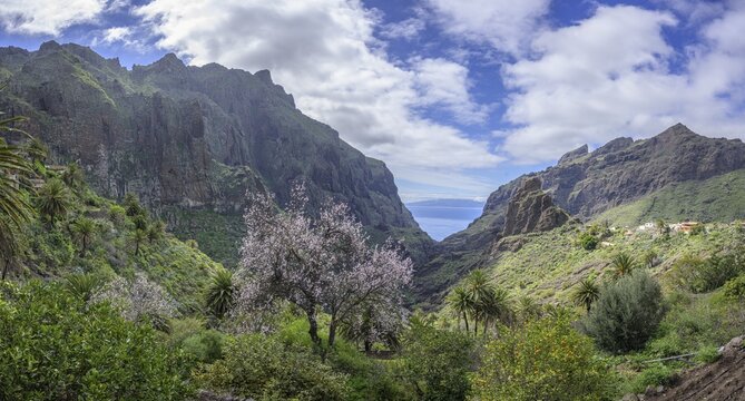 Flowering almond tree behind Barranco de Masca and La Gomera Island, Masca, Masca, Tenerife, Spain