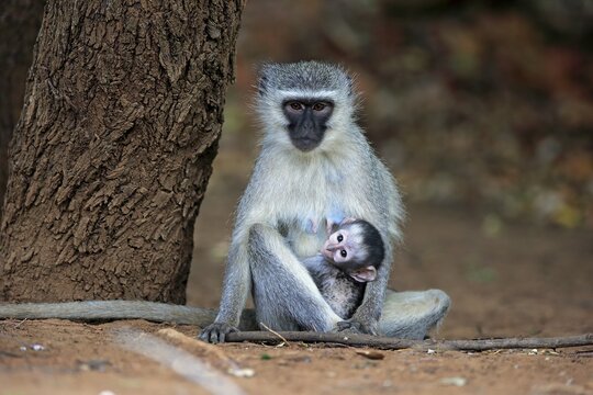 Vervet monkey (Chlorocebus pygerythrus), adult female with young, Kruger National Park, South Africa