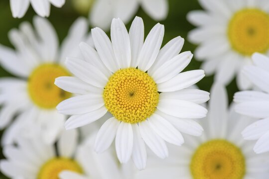 Marguerites (Leucanthemum), Campo Imperatore, Province of L'Aquila, Italy