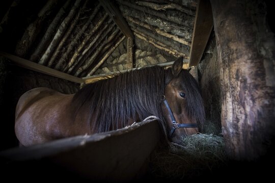 Icelandic horse (Equus islandicus) in horse stable in original peat construction, L&yacute;tingssta&eth;ir, North Iceland, Iceland