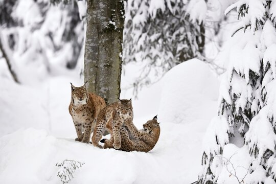 Eurasian lynxes (Lynx lynx), mother with kittens, playing in the snow, captive, Germany