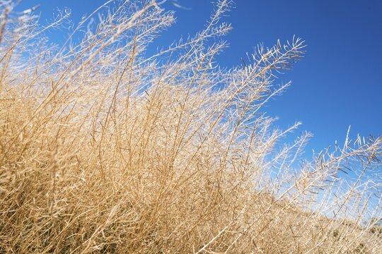 Dried up shrubbery, drought, dry season