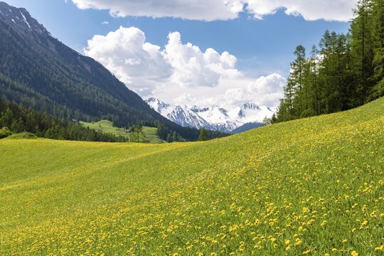 Yellow flowering meadow with snow-covered mountains in the background, Berg&uuml;n, Albula pass road, Canton Graub&uuml;nden, Switzerland