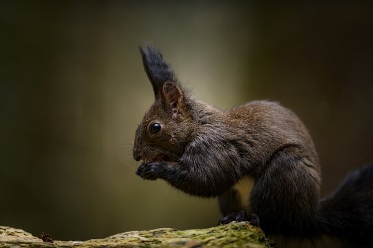 Squirrel (Sciurus) with nut on branch, Fischen, Oberallg&auml;u, Bavaria, Germany
