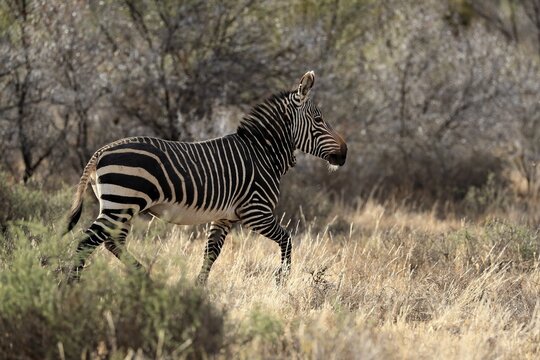 Cape Mountain Zebra (Equus zebra zebra), adult, running, foraging, Mountain Zebra National Park, Eastern Cape, South Africa