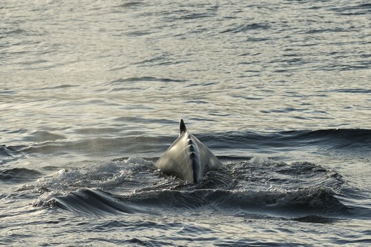 Humpback Whale (Megaptera novaeangliae) on the water surface, Barentsse, Nordaustlandet, Svalbard Archipelago, Svalbard and Jan Mayen, Norway