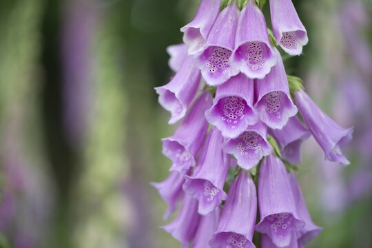 Foxglove (Digitalis purpurea), Emsland, Lower Saxony, Germany