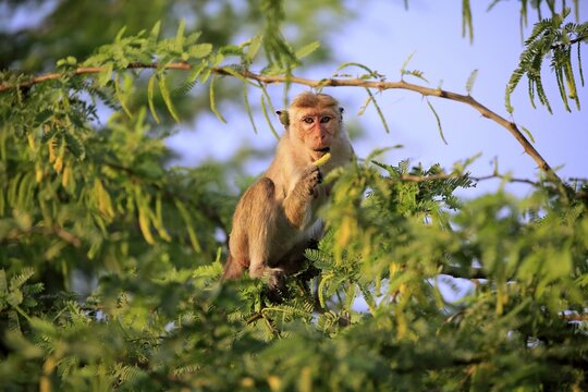 Toque macaque (Macaca sinica), adult, feeding on a tree, Yala National Park, Sri Lanka