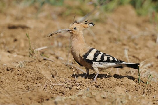 Hoopoe (Upupa epops), foraging