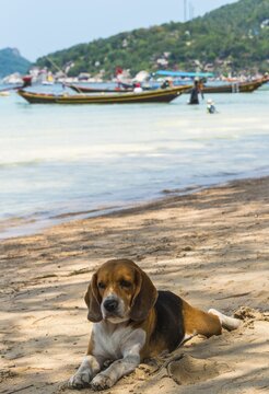 Dog lying by sea on sandy beach, fishing boats behind, Koh Tao, Gulf of Thailand, Thailand