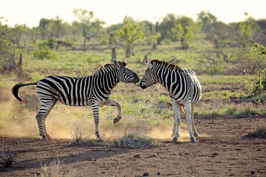 Burchell's Zebras (Equus quagga burchelli), adult, two males fighting, social behavior, Kruger National Park, South Africa