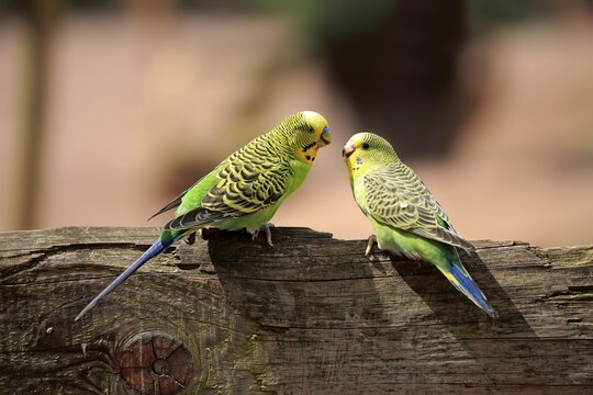 Budgies (Melopsittacus undulatus), animal couple sitting on wooden fence, Australia