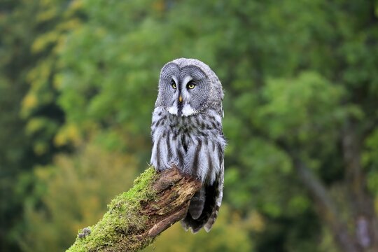 Great grey owl (Strix nebulosa), adult, sits attentively on branch, captive, Germany