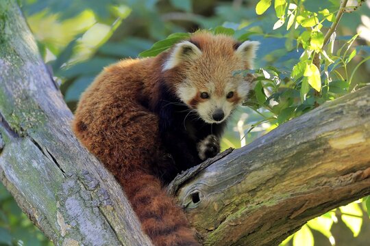 Western lesser panda, (Ailurus fulgens), adult, on tree, alert, captive, Himalaya, Central Asia