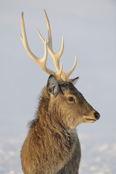 Sika deer (Cervus nippon), captive, Upper Austria, Austria Europe