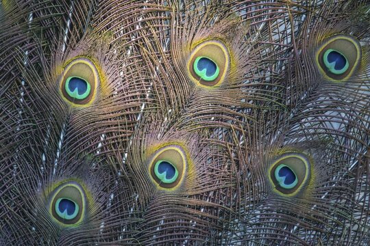 Indian Peafowl or Blue Peafowl (Pavo cristatus), plumage detail, Slovakia