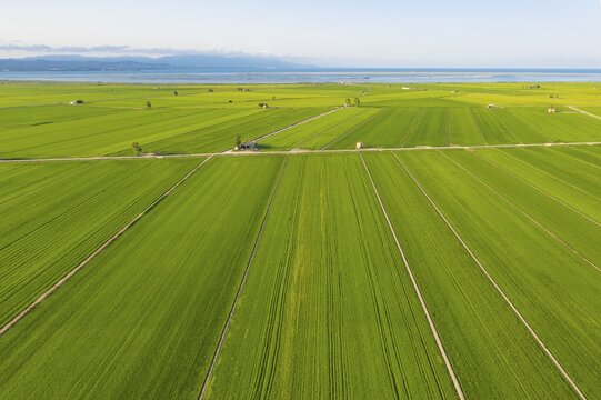 Rice fields (Oryza sativa) in July, aerial view, drone shot, Ebro Delta Nature Reserve, Tarragona province, Catalonia, Spain