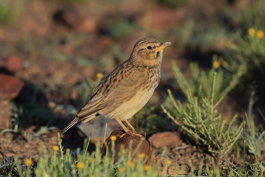 Bush Pipit (Anthus caffer), adult, on ground, alert, foraging, Pilanesberg National Park, North West Province, South Africa, Africa, Germany