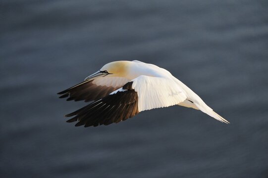 Gannet (Morus bassanus) landing