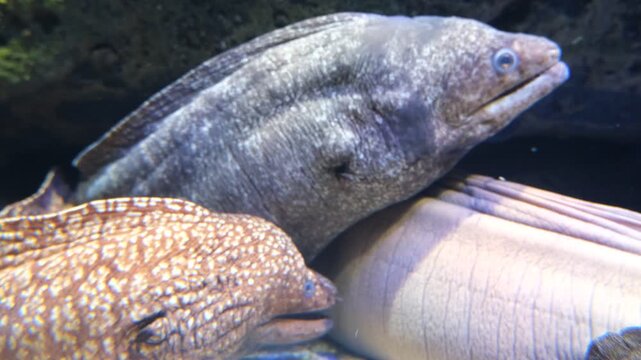 Two moray eels showing breathing and subtle interaction as one stretches over the other in aquarium