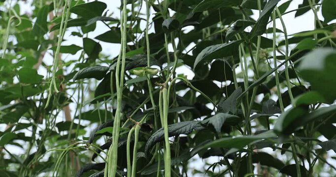 Cowpea plants in growth at vegetable field