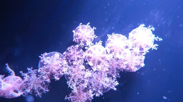 Upside down jellyfish pulsing on aquarium wall with floating particles and dreamy bokeh