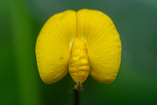 Closeup macro of a Peanut Grass yellow flower, Arachis repens
