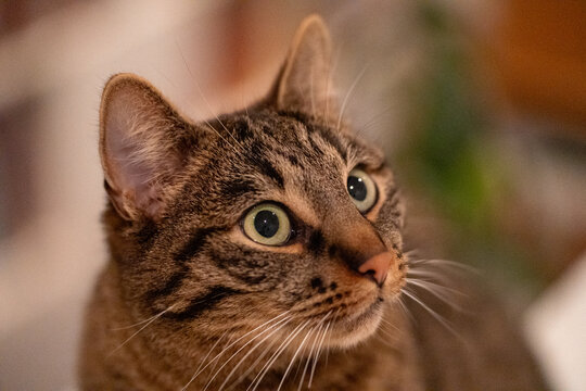 Katze