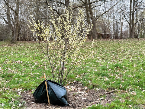 Newly planted trees with water bags in grass.
