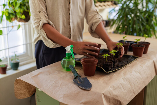 Vertical video: Man potting seedlings, lifting seedling causing animated pot guide for gardening