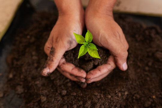 Man cupping small green seedling and clump of potting soil in tray on wooden workbench
