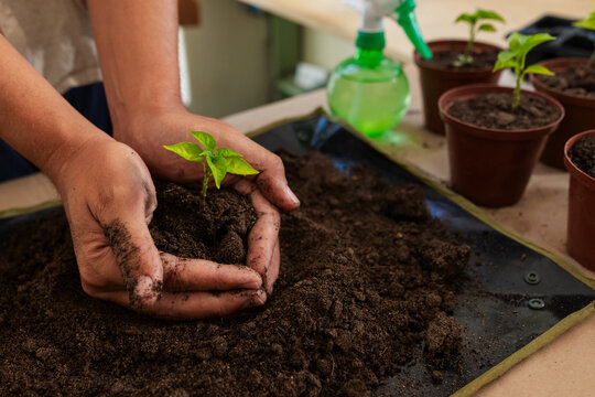 Man cupping small green seedling while shaping potting soil on black work mat near brown pots