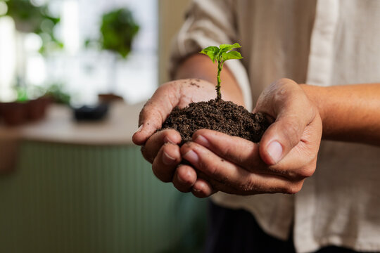 Man holding cupped soiled hands, cradling green seedling in light rolled-sleeve shirt near window