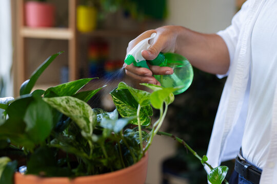 Man misting variegated houseplant in terracotta pot using green spray bottle indoors in white shirt