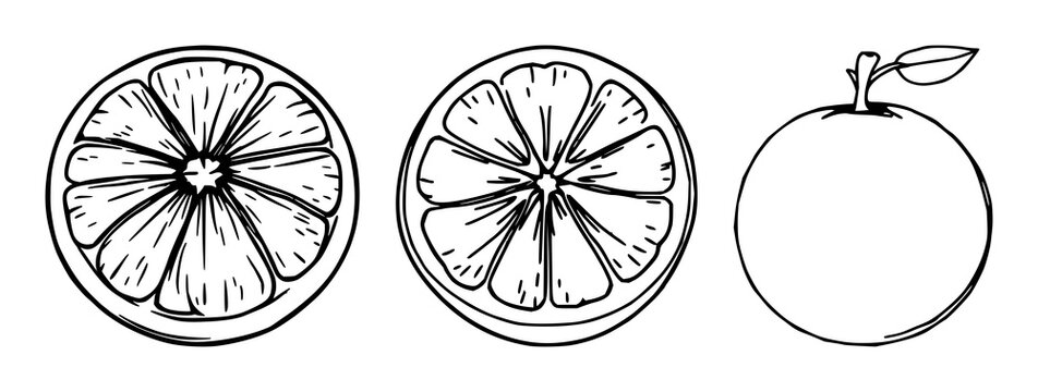 Black line art, white background: orange fruit set with simple line art design featuring simple design, minimalist, black and white with illustrations and graphics