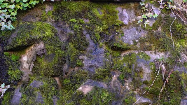 Close up of green moss on rock texture background