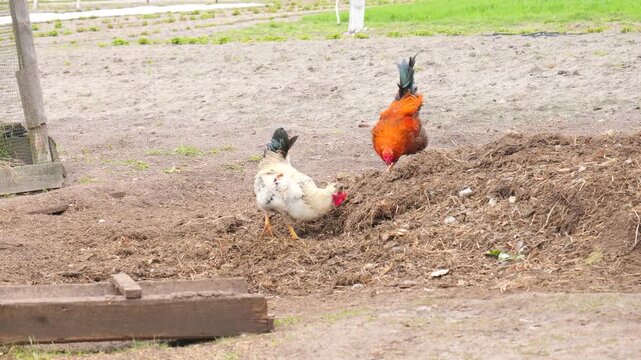 Magnificent red rooster and a speckled hen foraging together on a sunny farm yard.