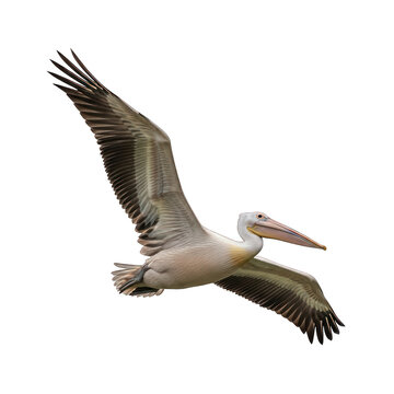 Large pelican soaring gracefully with wings spread wide.