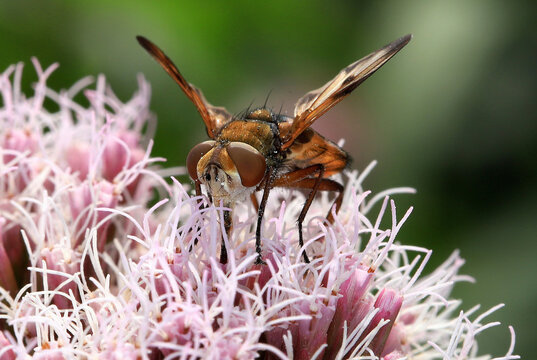 Breitfl&uuml;gelige Raupenfliege, Ektophasia crassipennis, m&auml;nnlich, die Larven leben parasitisch in Wanzen, prim&auml;r Baumwanzen, es sind Endoparasiten. 