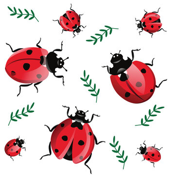 red bug ladybug insect leaves Coccinellidae Latreille