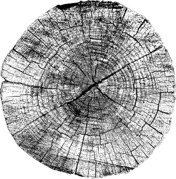 Large tree stump texture with a transparent background