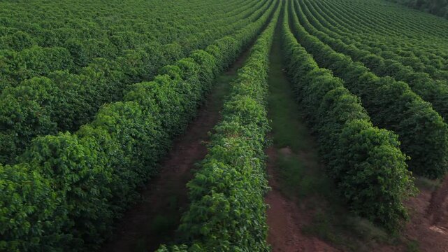 Panorama panor&acirc;mico de fazenda de caf&eacute; tradicional nas montanhas mineiras.