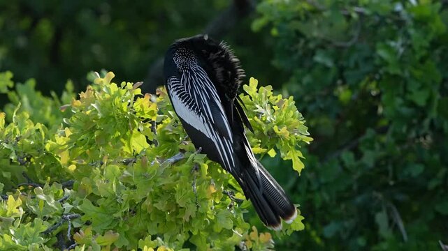 Anhinga is on branches