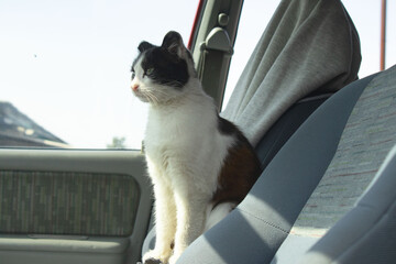 Alert Tuxedo Cat Sitting on Passenger Seat of a Car © Andrey