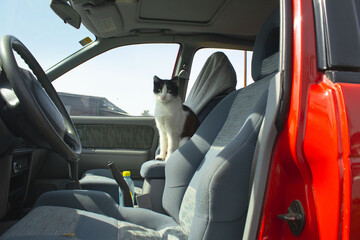 Alert Tuxedo Cat Sitting on Passenger Seat of a Car © Andrey
